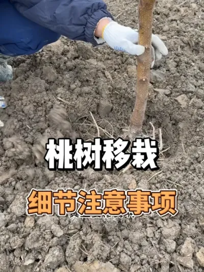 新菜地种桃树，种植距离及注意事项 