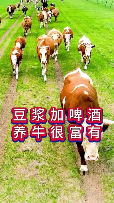 豆浆加啤酒，养牛很富有#养牛人#新手养牛#养牛#牛羊养殖