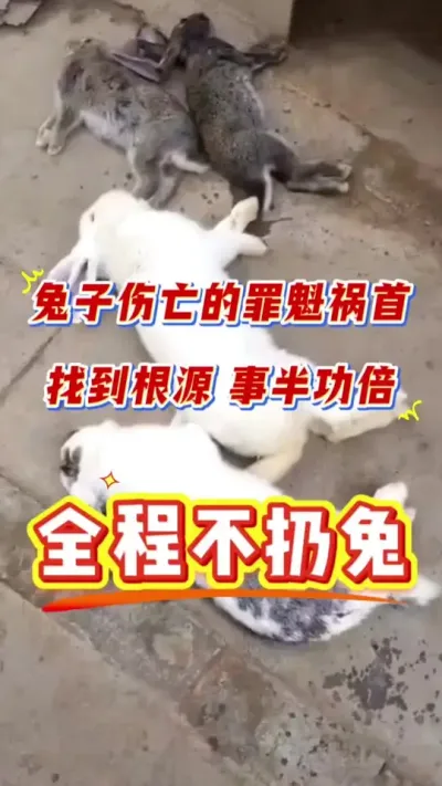 兔子伤亡比较多，粪便不成型，这样喂，全程不扔兔，嘎嘎好用！