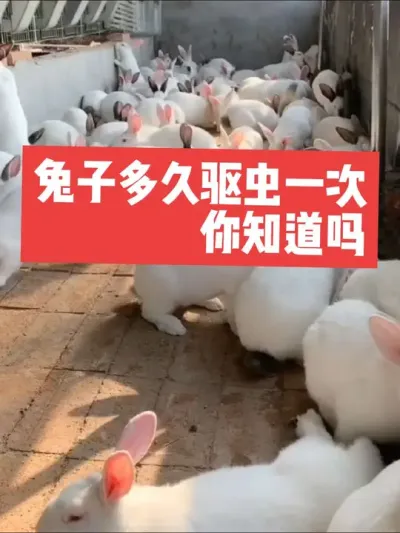 兔子多久驱虫一次，100个养兔人99个都不知道 #兔子#养殖#三农#养兔人#养兔子