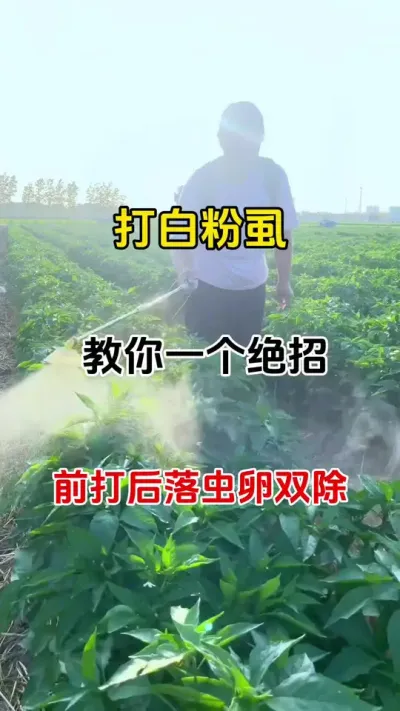 打白粉虱教你一个绝招#白粉虱 #病虫害防治 #番茄种植