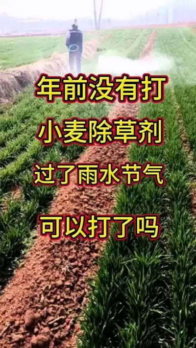 小麦除草剂#小麦#小麦除草剂#@
