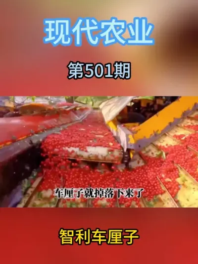 智利车厘子 #水果 #农业 #车厘子 #车厘子自由 #三农种植