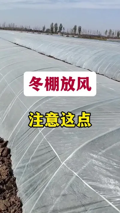 冬棚放风，注意这点。#三农 #放风时间 #大棚放风 #韭菜管理 #韭菜种植