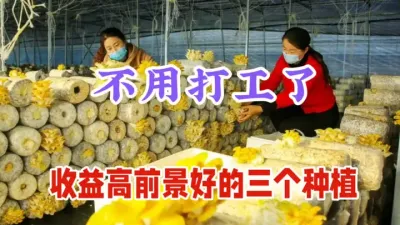 不用出去打工了！2025年投入小、收益高、前景好的3个种植 #农村致富好项目 #农村小成本创业项目推荐 #农业种植致富项目 #支持三农扶持三农发展 #怎么才能让农民致富