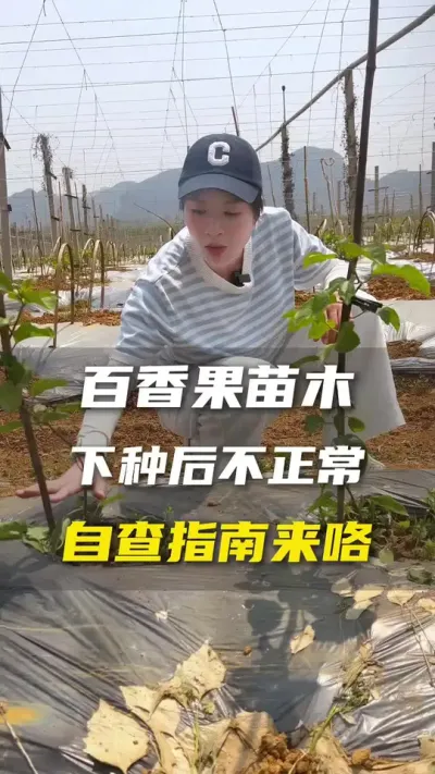 苗木出现问题，对着这份指南检查一下，是哪个方面导致？#百香果 #百香果种植技术 #抖音助农