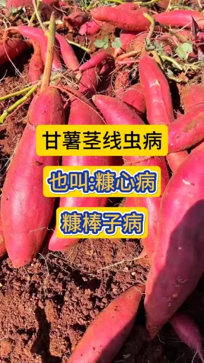 甘薯茎线虫病，也叫:糠心病，糠梆子病，黑心病！红薯上的毁灭性病害！千万要注意！！！#红薯种植 #甘薯茎线虫病 #红薯糠心病 #知识分享 #农技知识分享