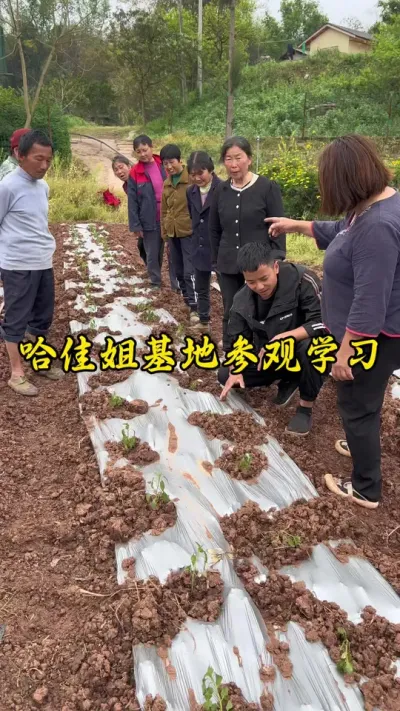 今天来到哈佳姐基地参观学习，他们种了一百多亩的秋葵还有很多辣椒等其他蔬菜#返乡创业新农人 #记录我的种植生活 @哈佳（80后新农人）