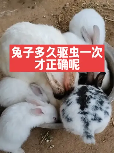 兔子多久驱虫一次，才正确呢？ #兔子#三农#养殖#养兔#养兔人