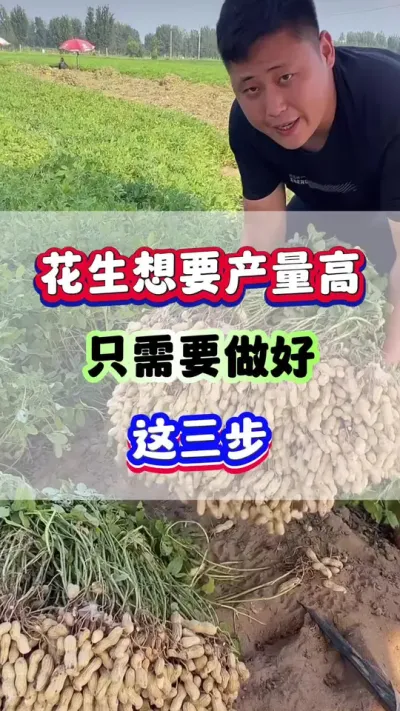 花生想要高产，只需要做好这三步！#花生种植 #花生高产 #花生种植管理技术  #农业种植