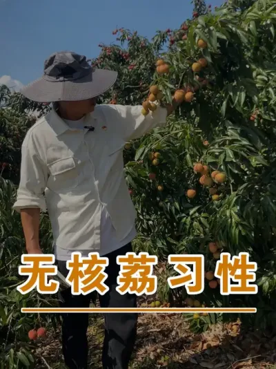 无核荔这个品种支撑着果园#广西灵山荔枝果苗#农业创业#抖音新农人计划2025#吕老师种果苗#荔枝种植管理技术@吕老师