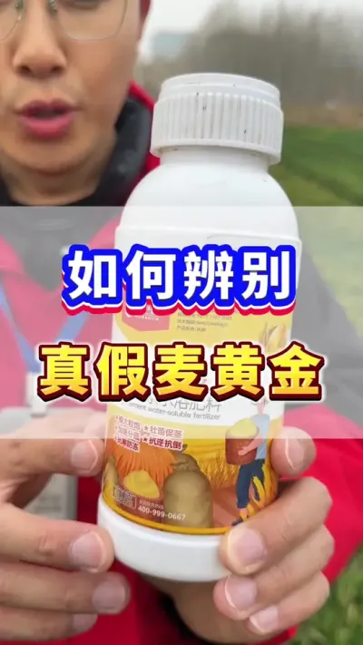#小麦种植  #小麦高产  #小麦种植管理技术  #增产增收