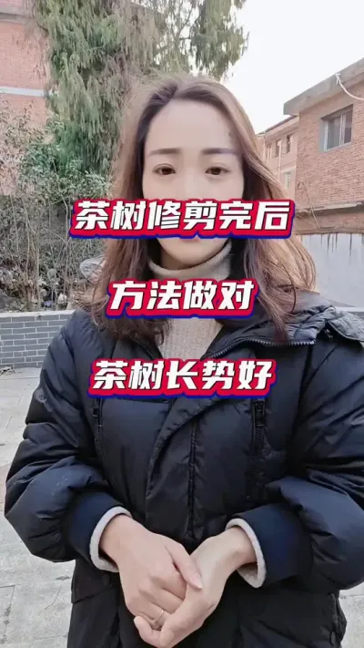 #茶园修剪后管理重点#茶树种植技术与管理 #冬季茶园管理方法