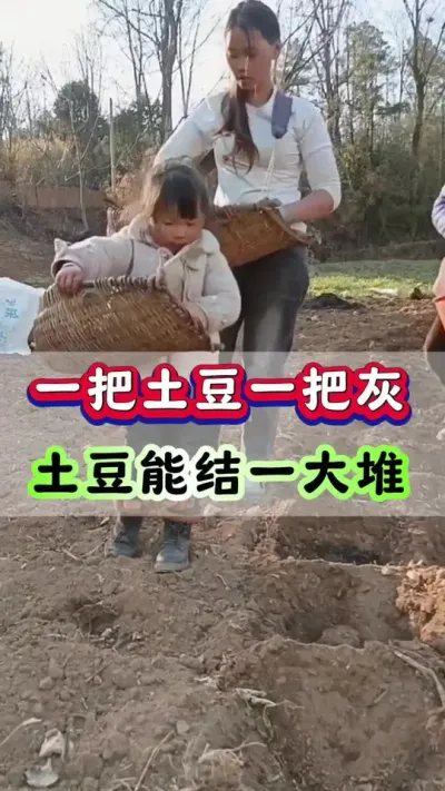 一把土豆一把灰，土豆就结一大堆#洋芋 #马铃薯 #土豆 #土豆种植 #土豆高产种植