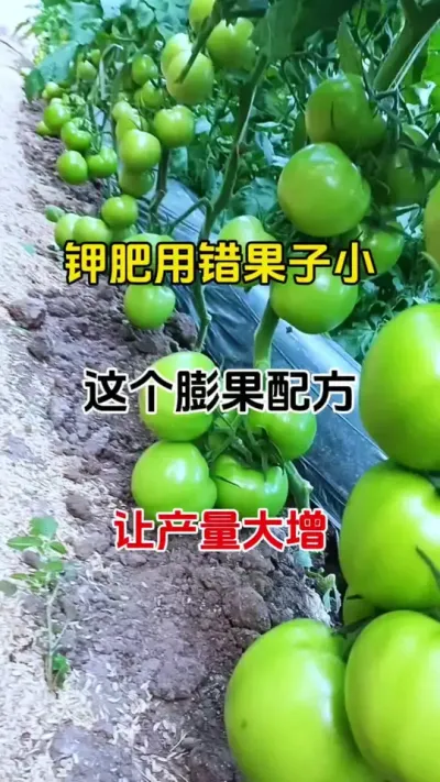 果子大，果子重，转色好，瓜果蔬菜都适用，无激素残留#膨果 #膨果增甜 #番茄种植