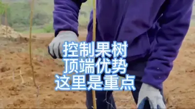 控制果树顶端优势这才是重点 #种植小技巧 #田间地头实操干货  #来抖音学农枝 #三农 #修剪