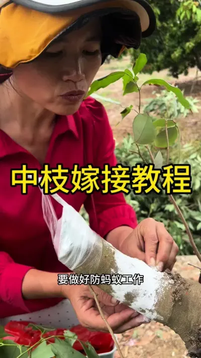 中枝嫁接教程#嫁接技术 #2024新农人计划 #dou来广东百千万 #青dou计划