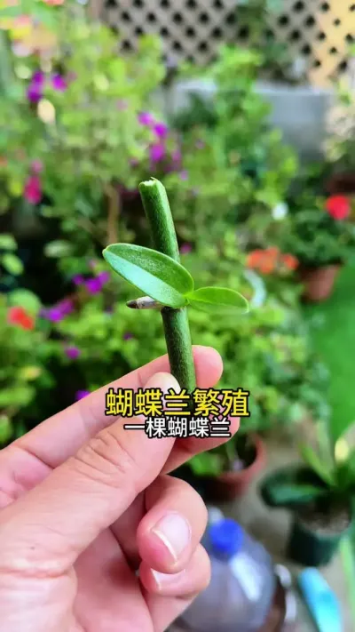 蝴蝶兰开败后，花梗不要扔，学我这样繁殖，又多得几盆#种植小技巧 #蝴蝶兰 #花卉绿植