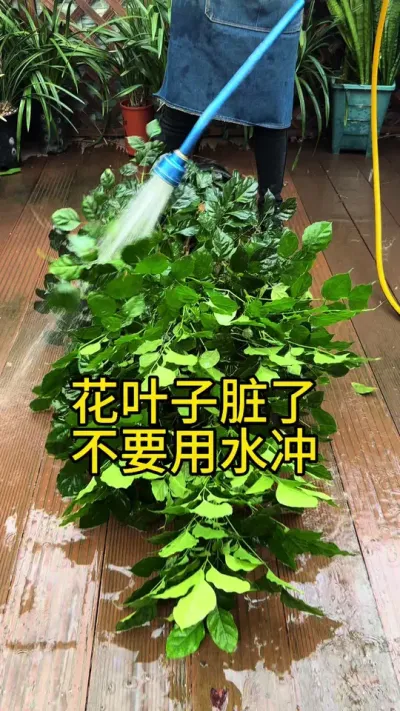 冬天室内养花，只要你记住这个方法，植物不黄叶长得又快又好  #养护小知识 #花卉绿植 #室内绿植