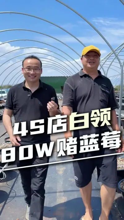 前4S店白领投80W转战蓝莓种植，计划1年回本，底气在哪里？#蓝莓种植 #设施农业 #水肥一体化 #科技农业 #蓝莓灌溉