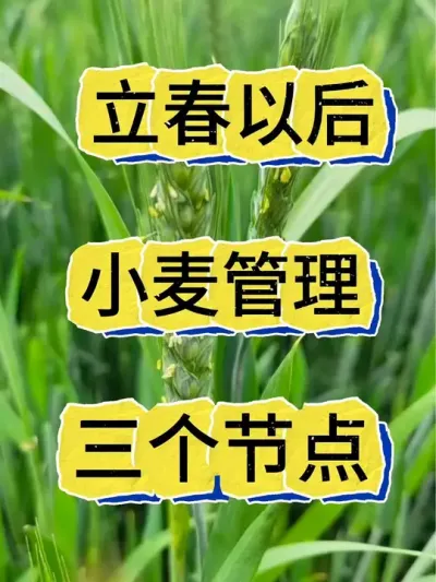 立春以后小麦这样管理增产又增收#小麦种植#小麦管理#小麦 #小麦高产技术 #小麦种植管理技术