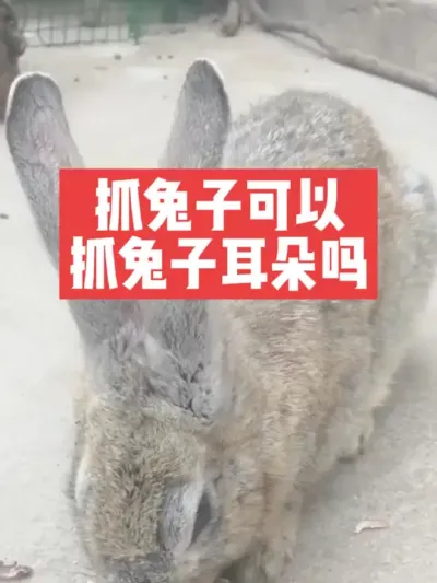 抓兔子可以抓兔子的耳朵吗？ #兔子#养殖#三农#养兔人