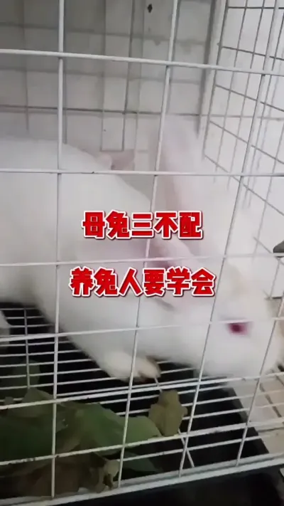 母兔三不配，养兔人一定要学会#兔子 #养兔人 #肉兔养殖 #兔子养殖 #抖音热点
