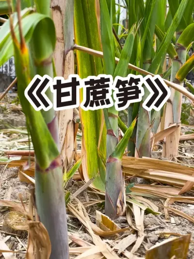 甘蔗的神奇吃法 甘蔗笋炒腊肉特别好吃#记录我的种植生活 #农村生活 #种植小技巧 #三农 #绿色生态农业