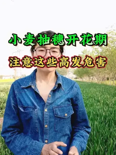 小麦抽穗开花期，从营养生长进入生殖生长，这时期一定要注意预防小麦赤霉病 锈病 白粉病 蚜虫等病虫害，助力小麦正常生长，高产丰收#小麦种植 #小麦抽穗扬花期 #小麦种植管理技术 #农业 #三农