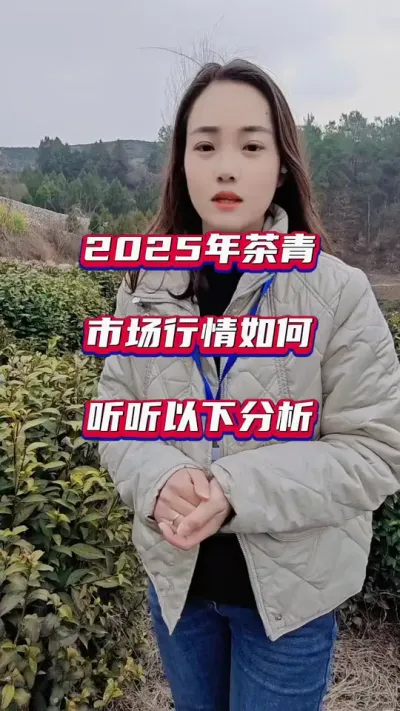 #2025年茶青价格行情#2025年茶青行情好吗#茶树种植管理技术