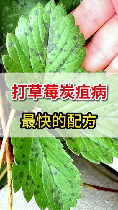草莓炭疽病大爆发，教你一个方法搞定它#三农 #农业种植 #炭疽病