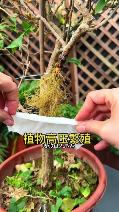 你有没有试过，这么简单，又好玩的繁殖方法？#高压繁殖 #种植小技巧 #花卉绿植