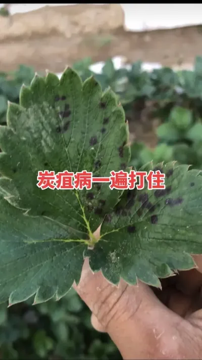 草莓炭疽病大爆发，教你一个方法搞定它#新农人计划