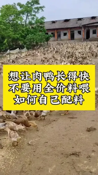 想让肉鸭长得快，不要用全价料喂，如何自己自配料#每天分享养殖技术和经验 #鸭子的养殖方法 #禽病技术指导 #养鸭人 #疾病预防