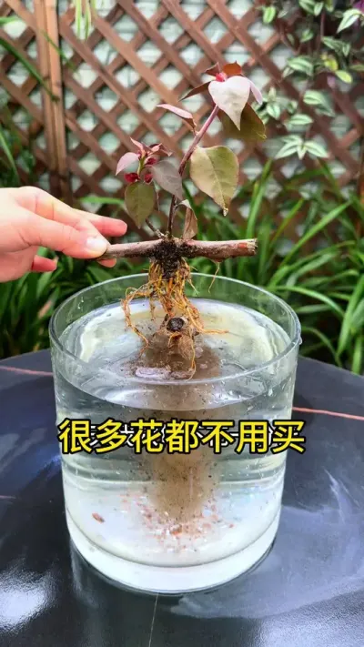 今天教你不用花一分钱，养遍所有花#花卉绿植 #养花小知识 #扦插