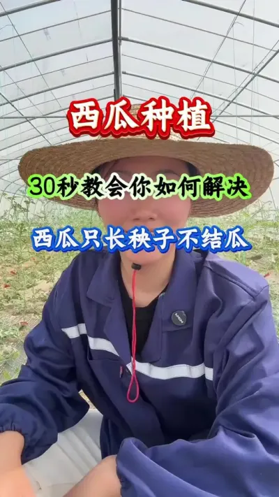 西瓜种植 30秒教会你如何解决西瓜只长秧子不接瓜 #西瓜种植 #西瓜管理 #西瓜高产