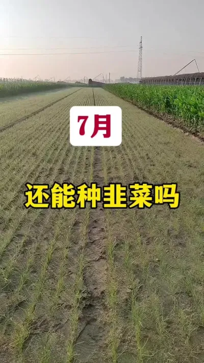 7月还能种韭菜吗？#韭菜管理 #韭菜种植技术 #韭菜种植 #种韭菜 #种植小技巧