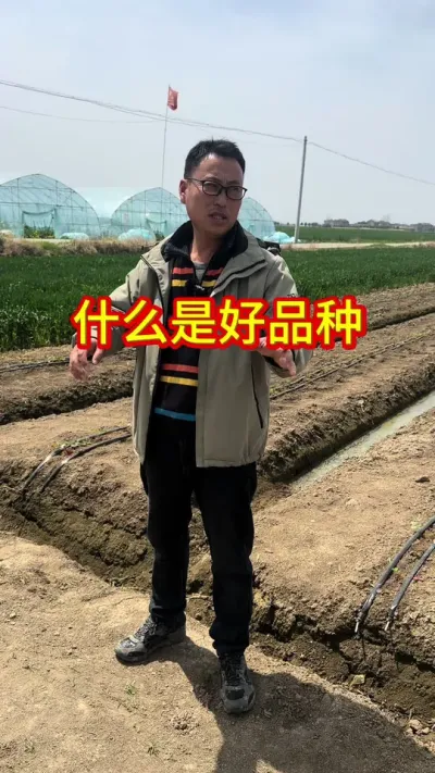 #草莓苗育苗基地 #草莓种植 #草莓采摘园
