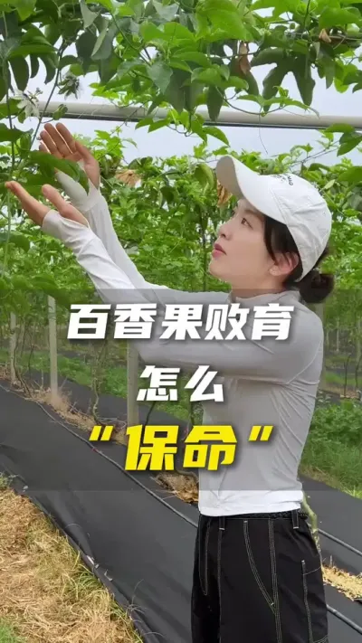 最近的花朵坐不住果？高温+干旱何时能结束？#广西旱灾 #百香果#农业种植#三农