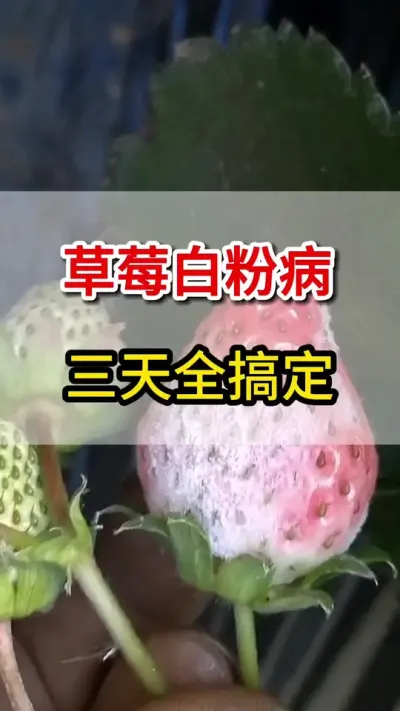 草莓白粉病，这一瓶搞定不复发#草莓🍓 #草莓种植 #三农 #白粉病