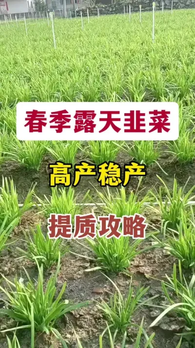 春季露天韭菜高产稳产提质攻略。#韭菜种植 #韭菜高产 #韭菜管理 #韭菜种植与管理 #露天韭菜