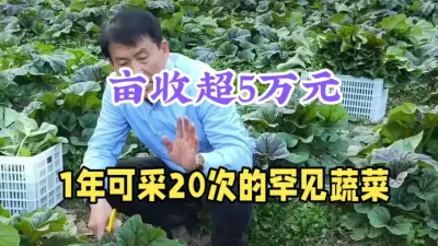 1次种植，20天见收，1年可采20次，亩入超5万元，投入低 #三农种植 #冬寒菜 #农村致富带头人 #返乡创业#抖音助农