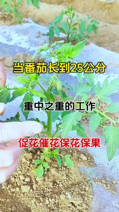 番茄长到25公分左右，做好出发保裹工作，多开花，多结果，产量好#西红柿种植 #促花保果 #促花芽分化 #农业种植