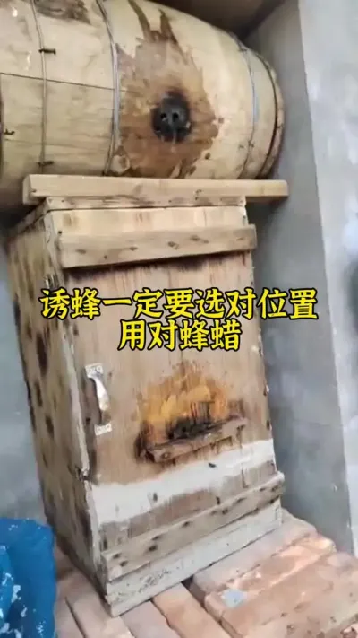 诱蜂一定要选对位置用对蜂蜡#养蜂 #诱蜂 #养蜂技术 @抖音小助手