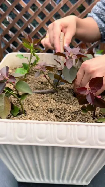 今天跟大家分享，不用花一分钱，也能种遍所有花#花卉绿植 #养花小知识 #种植小技巧
