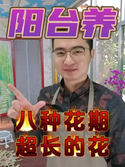 八种在阳台也能养的花期超长的花！ #养花  #阳台养花  #花卉绿植