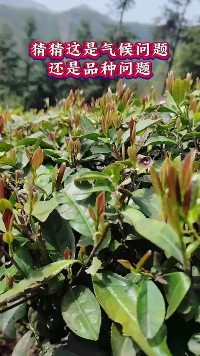#茶树种植技术与管理 #茶树种植环境与质量控制 #茶园管理催芽配方