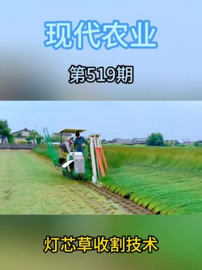 灯芯草收割技术 #科技农业创新农业 #现代农业机械 #助力三农 #农业 #抖音助农扶农