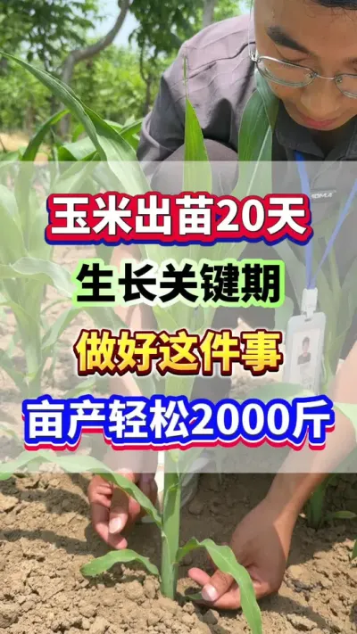 玉米出苗20天，生长关键时期，做好这件事，亩产轻松两千斤！ #玉米种植 #玉米高产 #玉米种植管理技术 #玉米施肥