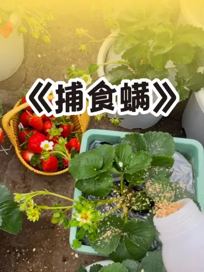 捕食螨草莓最爱❤️ 红蜘蛛白蜘蛛今年就打过一次，现在想想一次都是多余的，除了外面来的苗这里连个影都没见着#捕食螨 #盆栽草莓 #抖音助农 #吃草莓的仪式感 #草莓种植管理技术和方法
